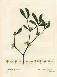 Mistel, Visum album. Handfärgad stipplegravyr av Miss Brenet efter en illustration av Pierre-Joseph Redoute från Henri Louis Duhamel du Moncels Treat des Arbres et Shrustes, Paris