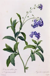 Myosotis Scorpiodes (färgad gravyr)