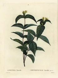 Nordlig buskkaprifol, Diervilla lonicera (Lonicera diervilla). Handkolorerad stippelgravyr av Du Ruisseau efter en illustration av Pierre-Joseph Redoute från Henri Louis Duhamel du Moncels Treat des Arbres et Shrustes, Paris