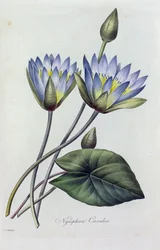 Nymphea Caerulea (färgad gravyr)
