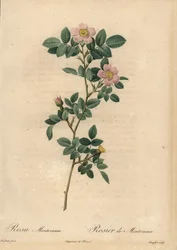 Rosa ros, Rosa montezuma