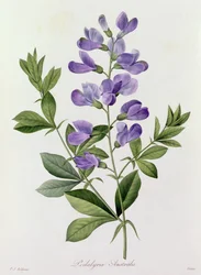 Podalyria Australis (färgad gravyr)