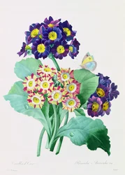 Primula Auricula (färgad gravyr)
