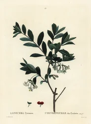 Pyrenéerna kaprifol, Lonicera pyrenaica. Handkolorerad stipplegravyr av Tessaert efter en illustration av Pierre-Joseph Redoute från Henri Louis Duhamel du Moncels Treat des Trees et Shrustes, Paris