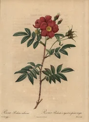 Röd ros, Rosa