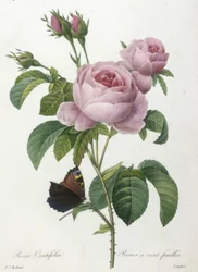 Rosa Centifolia, Rosier a cent-feuilles, från Choice Of The Most Beautiful Flowers and Most Beautiful Fruits, 1827 (handfärgad stipplegravyr)