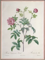 Rosa Cinnamomea Maialis, graverad av Chapuy, utgiven av Remond