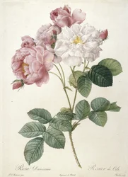 Rosa Damascena, Rosier de Cels, från Les Roses, 1817-24 (handfärgad stipplegravyr)