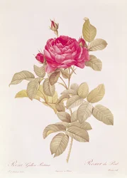 Rosa Gallica Pontiana, från "Les Roses" av Claude Antoine Thory (1757-1827), graverad av Eustache Hyacinthe Langlois (1777-1837).