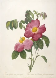 Rosa gallica rosea flore simplici, Provinsros med rosa enkla blommor, ur La Couronne des Roses, 1817-24