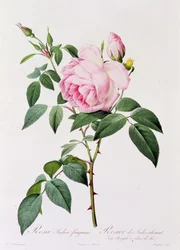 Rosa Indica Fragans (färgad gravyr)