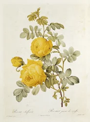 Rosa Sulfurea (gul ros) från "Les Roses" av Claude Antoine Thory (1757-1827) graverad av Eustache Hyacinthe Langlois (1777-1837) 1817