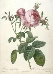 Rosa centifolia foliacea, Rosier a cent feuilles, foliace, från Les Roses, 1817-24 (handfärgad stipplegravyr)