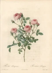 Rose de Meaux med rosa blommor - Etsning av Langlois, baserad på en illustration av Pierre Joseph Redoute (1759-1840), från Les Roses