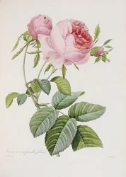 Rose, graverad av Eustache Hyacinthe Langlois