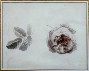 Rose studie Akvarell av Pierre Joseph Redoute (1759-1840) Malmaison från 1800-talet, slottsmuseum.