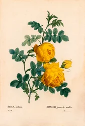Rosa svavel, Rosa hemisphaerica, Gulrosa svavel. Handfärgad kopparsticksgravyr från Pierre Joseph Redoutes "" Les Roses,"" Paris