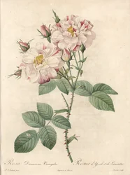 Damaskusros, York och Lancaster - Etsning av Bessin, från en illustration av Pierre Joseph Redoute (1759-1840), från Les Roses