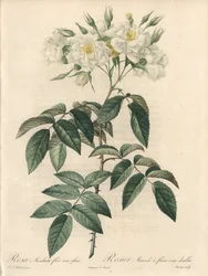 Myskros, med dubbla blommor - Etsning av Charlin, från en illustration av Pierre Joseph Redoute (1759-1840), utdrag ur Les Roses