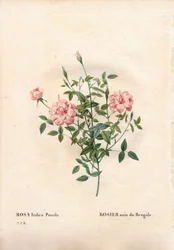 Rouletii ros, Rosa chinensis var. minima Rouletii, bengalisk dvärgros. Handfärgad kopparsticksgravyr från Pierre Joseph Redoutes "" Les Roses,"" Paris