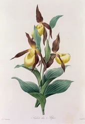 Sabot des Alpes (färgad gravyr)