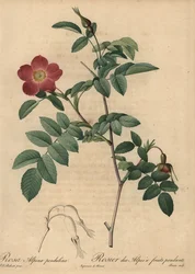 Scharlakansröd alpin ros, Rosa pendulina