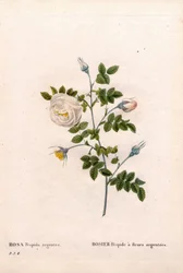 Silverblommig rose hispid, Rosa tomentosa sort, Pink Rose med silverblommor. Handfärgad kopparsticksgravyr från Pierre Joseph Redoutes "" Les Roses,"" Paris