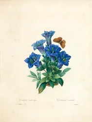 Stemless Gentian, från "Choosing the Most Beautiful Flowers and Most Beautiful Fruits", Vol. II, 1827-33