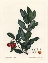 Jordgubbsträd, Arbutus unedo. Handkolorerad stippelgravyr av efter en illustration av Pierre-Joseph Redoute från Henri Louis Duhamel du Monceaus Treat des Arbres et Shrustes, Paris