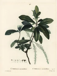 Träskcyrilla, Cyrilla racemiflora. Handkolorerad stipplegravyr av De Gouy efter en illustration av Pierre-Joseph Redoute från Henri Louis Duhamel du Moncels Treat des Arbres et Shrustes, Paris