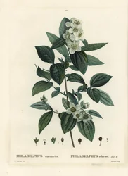 Söt mock-orange, engelsk kornel, Philadelphus coronarius. Handkolorerad stippelgravyr av Tassaert efter en illustration av Pierre-Joseph Redoute från Henri Louis Duhamel du Moncels Treat des Trees et Shrustes, Paris