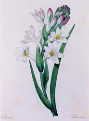 Tuberosa (färgad gravyr)