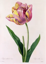 Tulipa Culta (färgad gravyr)