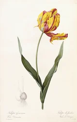 Tulipa gesneriana