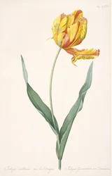 Tulipa Gesneriana var. Drakens papegojtulpan, 1816.