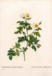 Vaillant