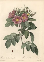 Virginiaros, mörka blommor - Eau forte de Langlois, baserad på en illustration av Pierre Joseph Redoute (1759-1840), från Les Roses