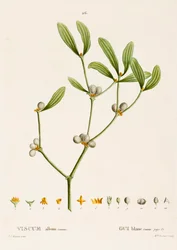 Viscum vit L. Mistel, c1800-1830.