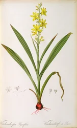 Wachendorfia Thyrsiflora, från "Les Liliacees", ca 1805 (färggravyr)