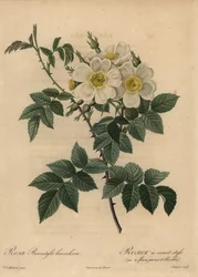 Vit hundros, Rosa stylosa