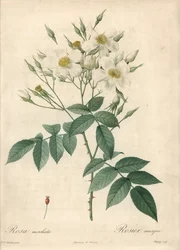 Vita blommor myskros - Eau forte de Chapuy, baserad på en illustration av Pierre Joseph Redoute (1759-1840), från Les Roses
