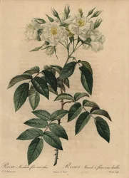 Vit myskros, Rosa moschata