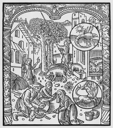 November, slakt av gris och skörd av ekollon, Skorpionen, illustration från "Almanach des Bergers", 1491 (xylografi)