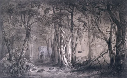 Virgin Forest on the edge of the Blue Nile, från Voyages au Soudan Oriental et dans lAfrique Septentrionale av Pierre Tremaux (1818-95) graverad av Tirpenne och J. Gaildrau, 1852