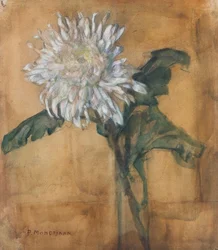 Krysantemum