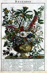 December, från "The Flower Garden Displayed" av Robert Furber (ca 1674-1756), graverad av James Smith, pub. 1732 (färgat gravyr)