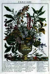 Januari, från "The Flower Garden Displayed" av Robert Furber (c.1674-1756), graverad av James Smith, pub. 1732 (färgad gravyr)