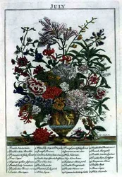 Juli, från "The Flower Garden Displayed" av Robert Furber (c.1674-1756), graverad av James Smith, pub. 1732 (färgad gravyr)