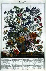 Maj, från "The Flower Garden Displayed" av Robert Furber (c.1674-1756), graverad av James Smith, pub. 1732 (färgad gravyr)