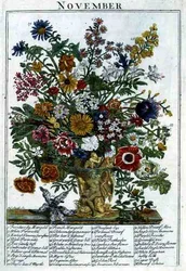 November, från "The Flower Garden Displayed" av Robert Furber (c.1674-1756), graverad av James Smith, pub. 1732 (färgad gravyr)